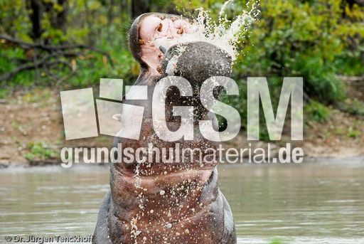 Flusspferd (73 von 104).jpg